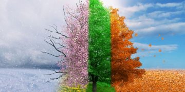 Three changing in different seasons as an example of how seasonal fluctuations can affect business