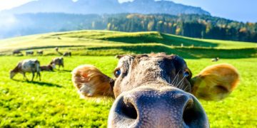 Instagram picture of a funny cow posted on Instagram to sell cows milk