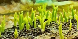 Green shoots popping through the grass